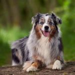 LOF pour les chiens : à quoi ça sert et comment ça marche ?