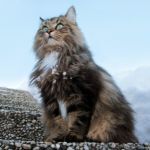 Agenda 2026 des salons du chat et expositions flines en France