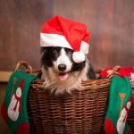 Quels cadeaux de Nol offrir  son chien en 2025 ?