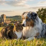 Chiens et chats pr�f�r�s des Fran�ais 2025 : les races favorites