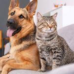 Pr�nom chien et chat 2025 : le guide complet des noms en A