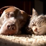 Pr�nom chien et chat 2026 : le guide complet des noms en B