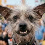 Quand la disgr�ce devient une gloire : concours de chiens moches