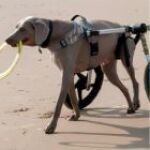 10 m�tiers animaliers m�connus qui pourraient vous surprendre
