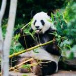 Quels sont les organismes qui accréditent les zoos ?