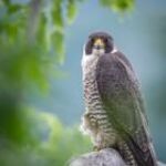 Les records animaliers qui vont vous surprendre