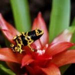 Quand le règne animal invente ses propres super-pouvoirs