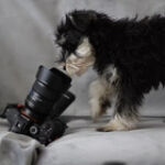 Quand les chiens deviennent des professionnels du tournage