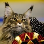 Agenda 2027 des salons du chat et expositions f�lines en France