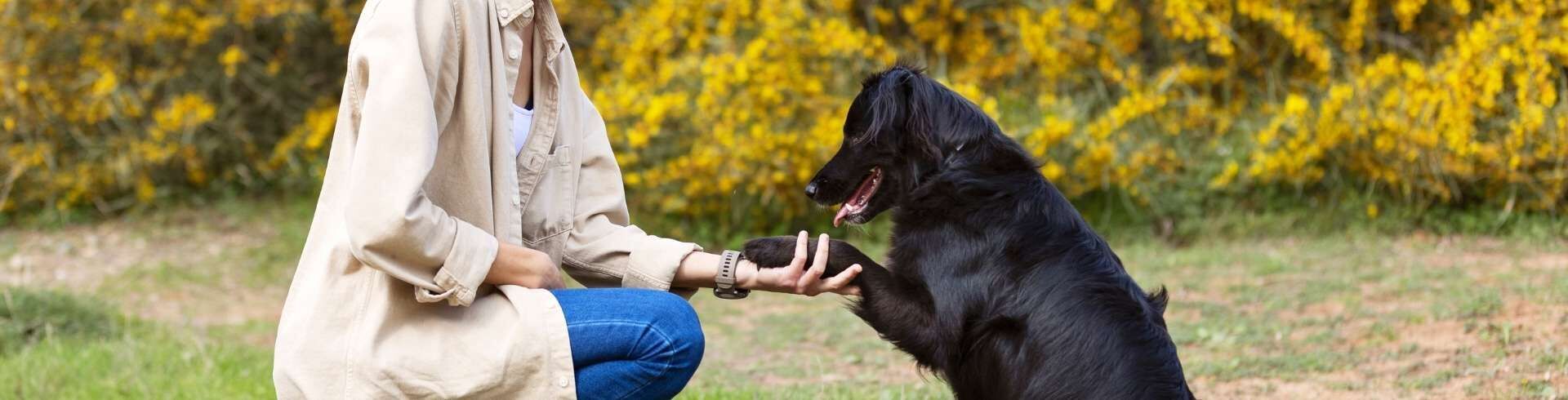 ducateur canin