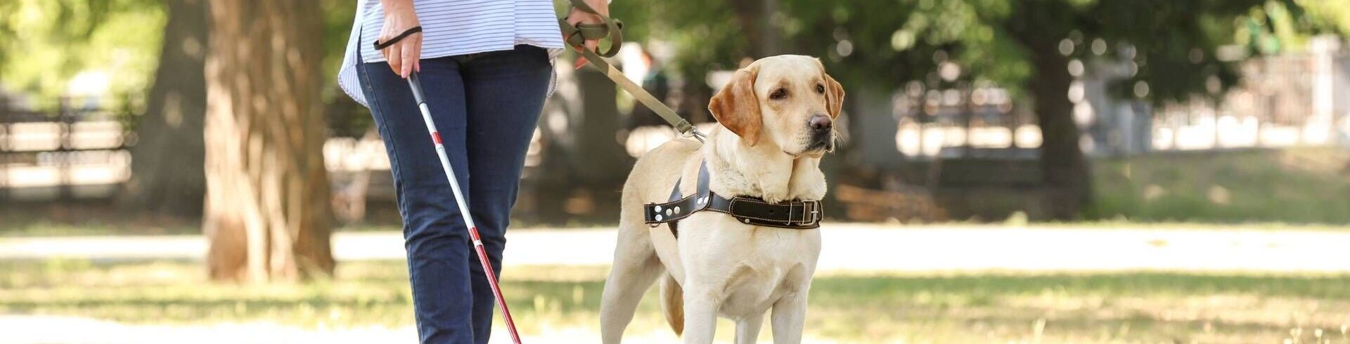 educateur chien guide aveugle