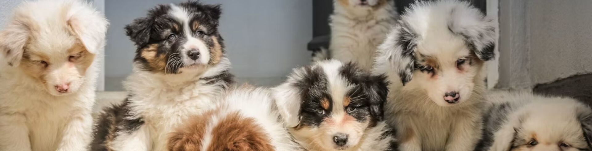 Header m&eacute;tiers avec les animaux domestiques