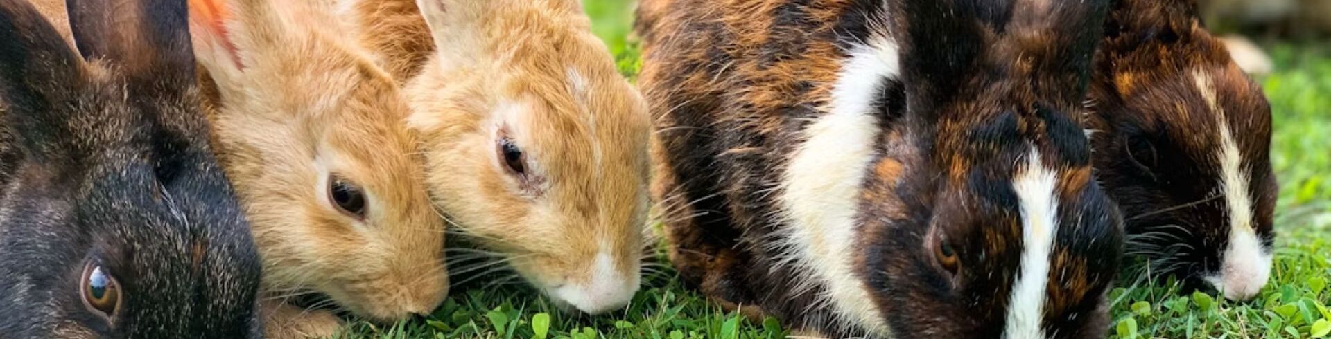 Vendeur en animalerie