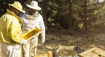 apiculteur
