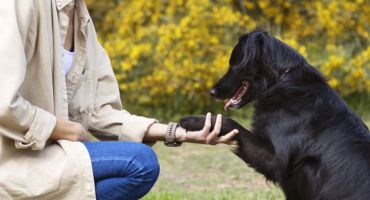 formation comportementaliste animalier
