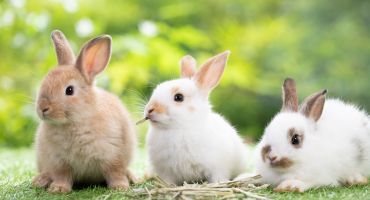certifications animalières
