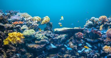 m&eacute;tiers avec les animaux marins
