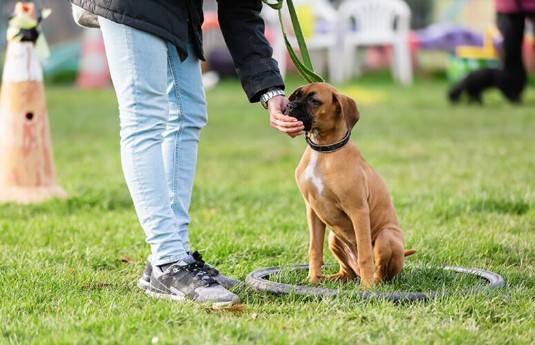 travailler en contact avec les animaux