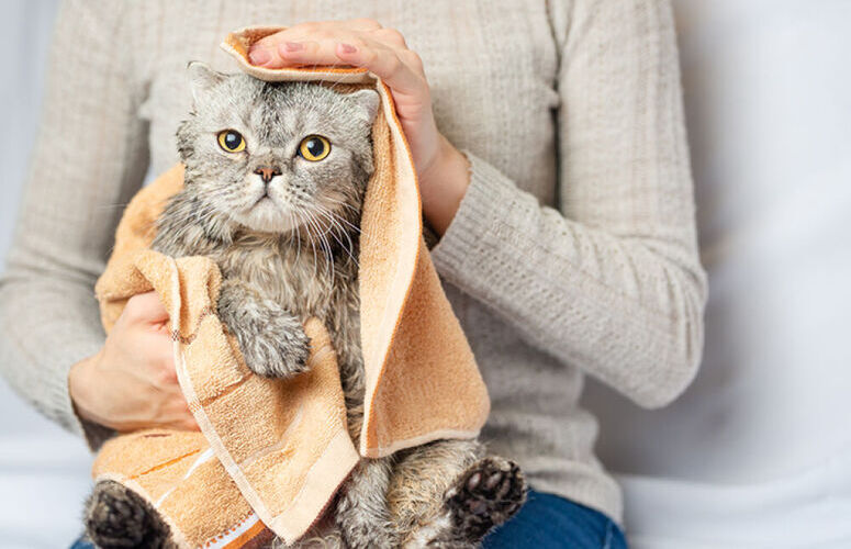 mtier avec les animaux bien pay