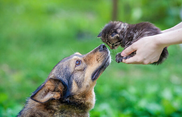 métier animalier qui recrute métier animalier qui recrute