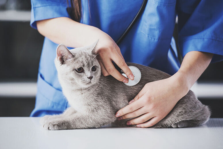 les métiers animaliers les métiers animaliers
