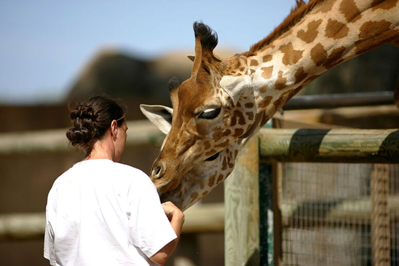 tous les mtier avec les animaux