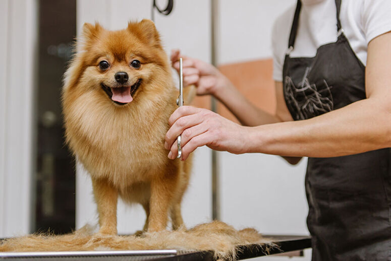 mtier en rapport avec les animaux