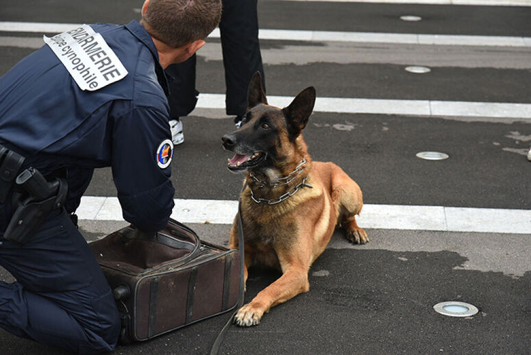 mtier dans les animaux