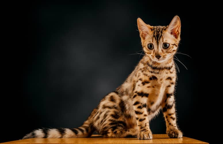 Bengal Bengal
