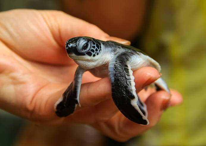 photographie d'une personne portant une petite tortue dans sa main