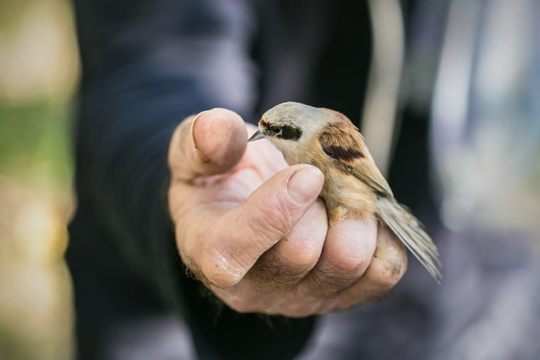 Homme qui porte dans sa main un petit oiseau