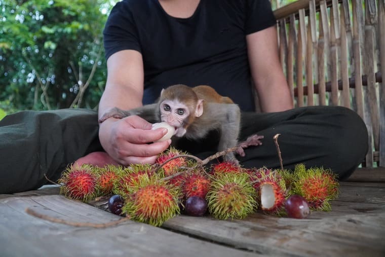 Homme qui nourrit un petit singe