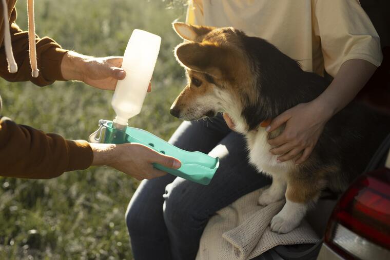 agent animalier refuge nourrissant un chien