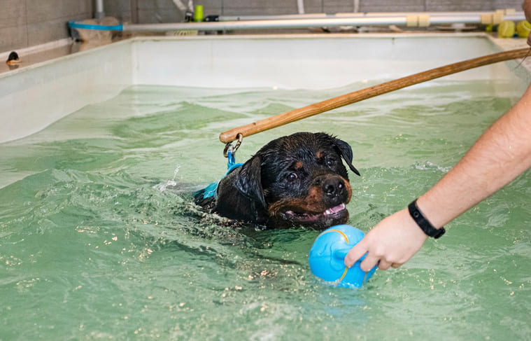 hydrothrapie canine