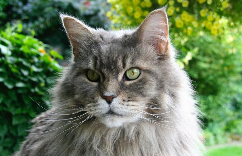 Maine Coon Maine Coon