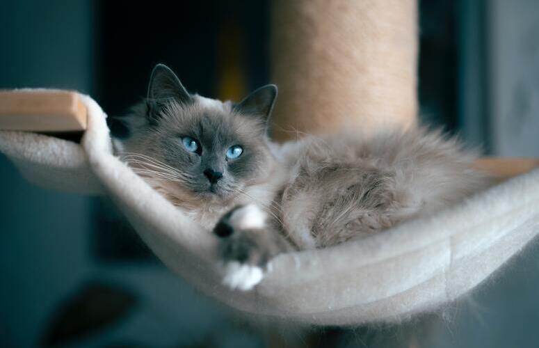 Ragdoll Ragdoll
