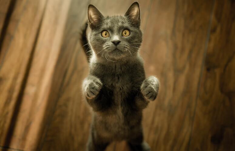 British Shorthair British Shorthair