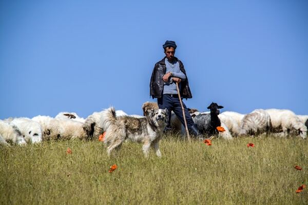 berger avec son chien