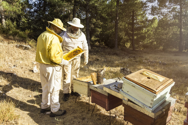 mtier apiculteur