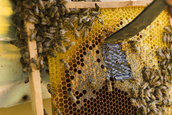 gestion des ruches d'abeilles