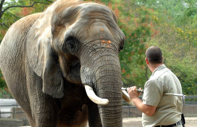 devenir soigneur animalier