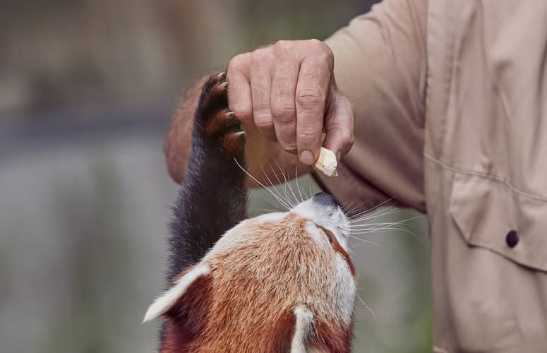 formation soigneur animalier