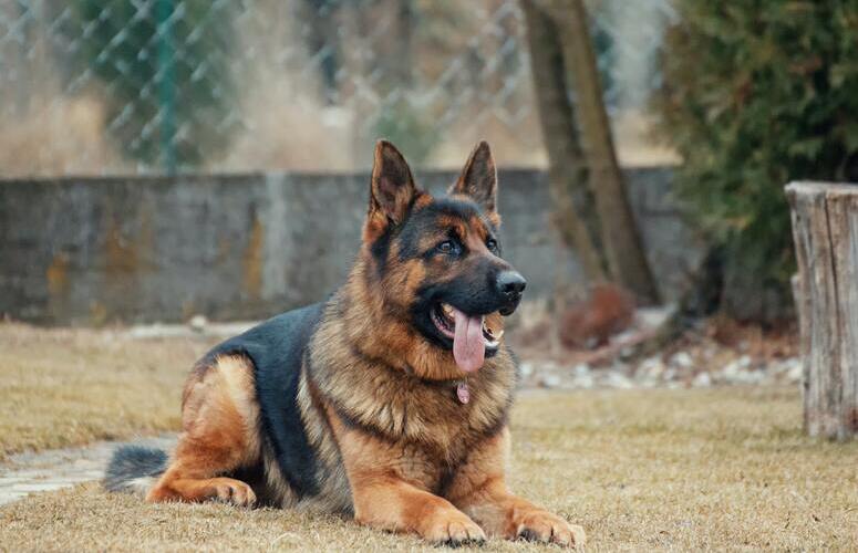 Berger allemand Berger allemand