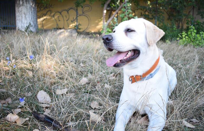 Labrador Labrador