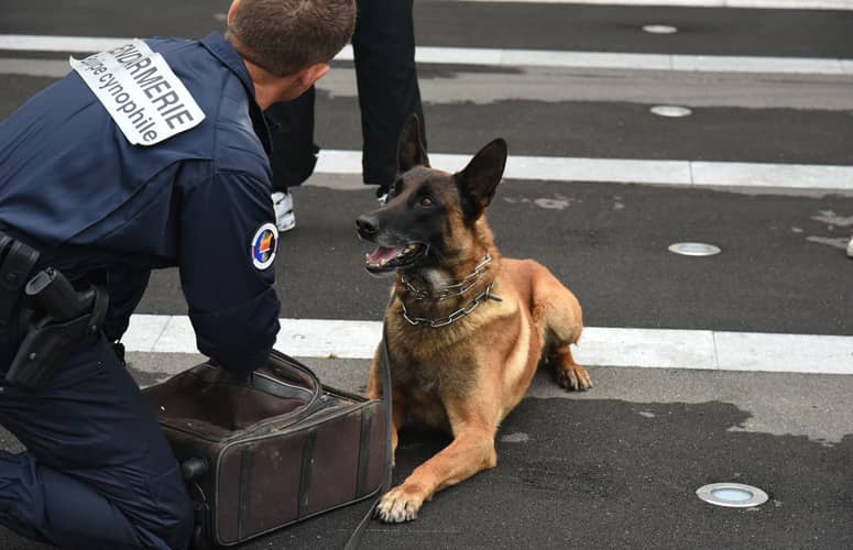 devenir gendarme maitre chien