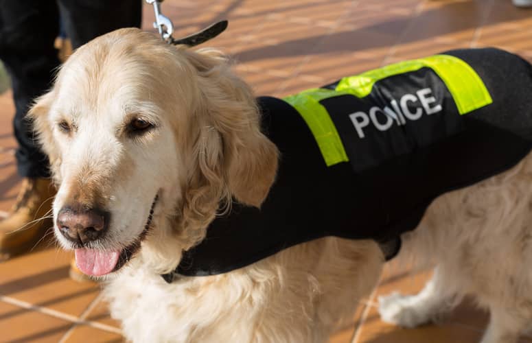 devenir policier maitre chien