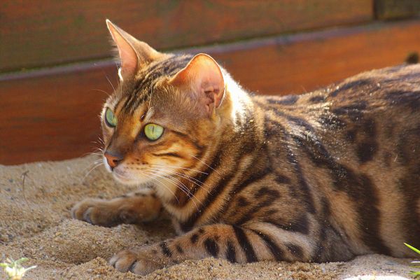 loof chat