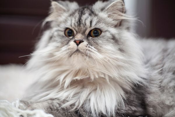 dfinition loof