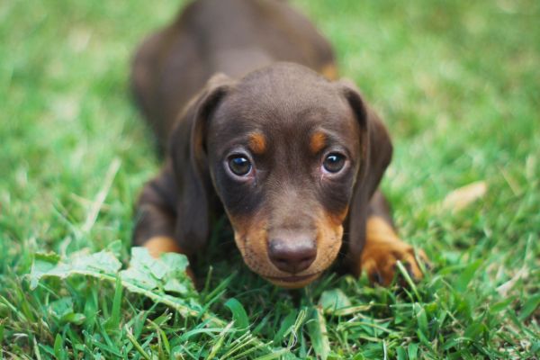 chien lof