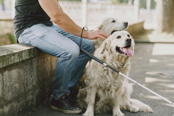 chien guide d'aveugle